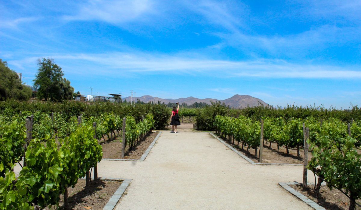 VINA-CONCHA-Y-TORO-1-1