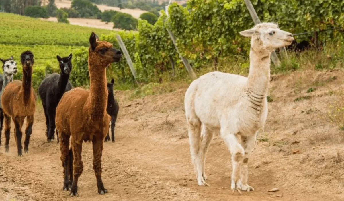 vino-casablanca-gal-gen-13